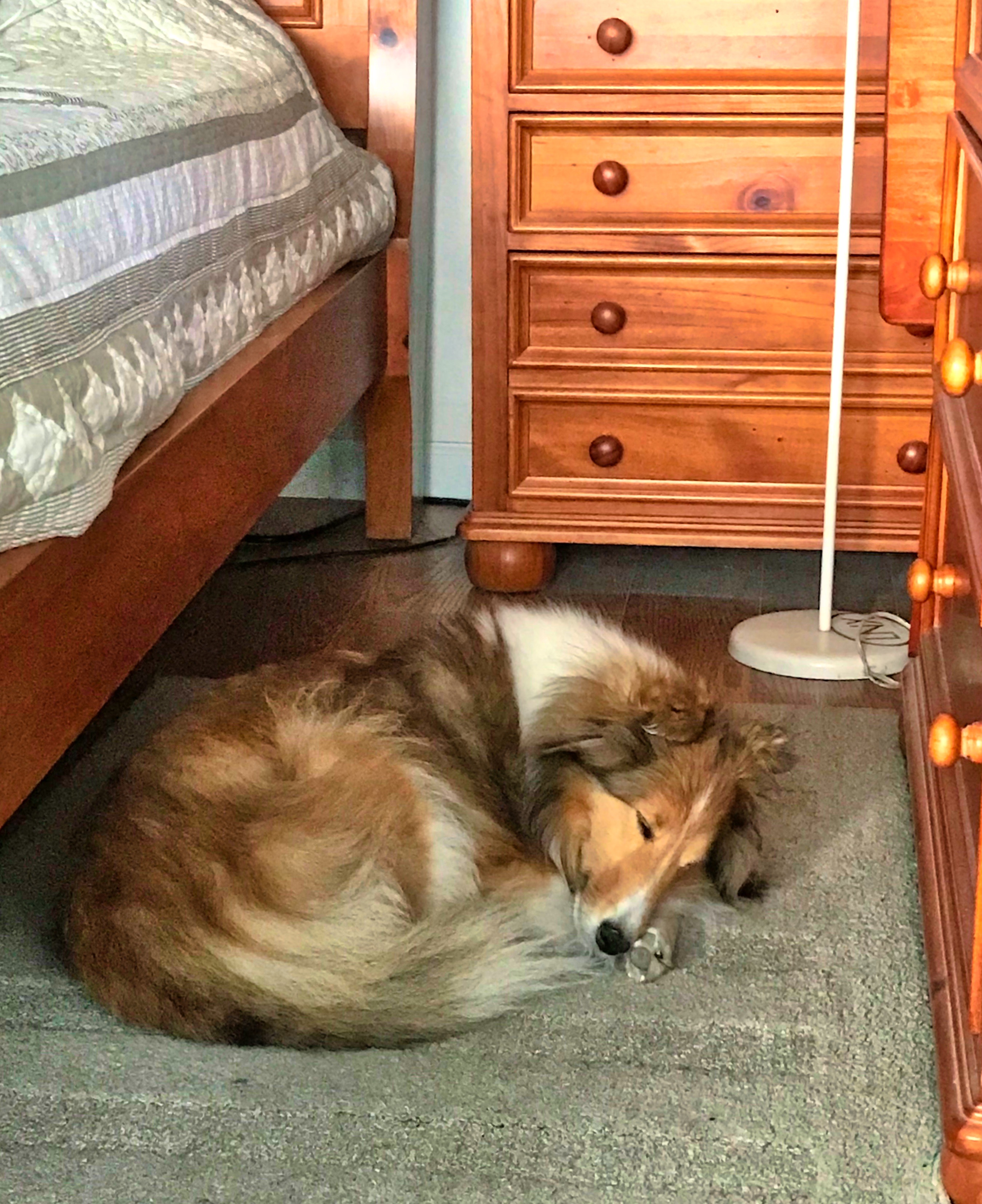<Picture of Natty, a female Sheltie>
